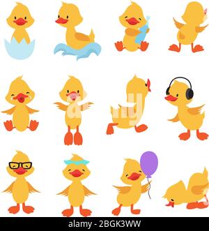 Cute chicks. Cartoon yellow ducks. Baby duck vector set. Bird animal, baby duck illustration Stock Vector