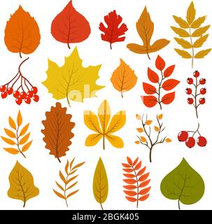 Golden and red autumn leaves, brunches and berries. Fall leaf vector cartoon collection isolated on white background. Illustration of orange maple nature, cartoon foliage and red berry Stock Vector