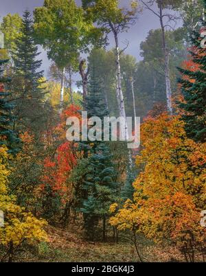 Aspen, Populus tremuloides, Bigtooth Maple, Acer grandidentatum, Mogollon Rim, Coconino National Forest, Arizona Stock Photo