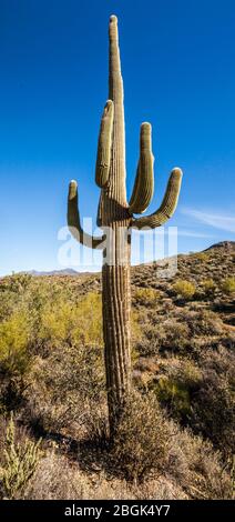 A large saguaro cactus in the Apache Wash portion of the Phoenix Sonoran Desert Preserve, North Phoenix, Arizona, USA. Stock Photo