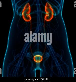 Female Urinary System Kidneys with Bladder Anatomy Stock Photo