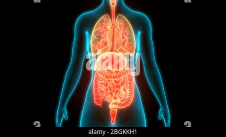Human Complete Internal Organs Anatomy Stock Photo