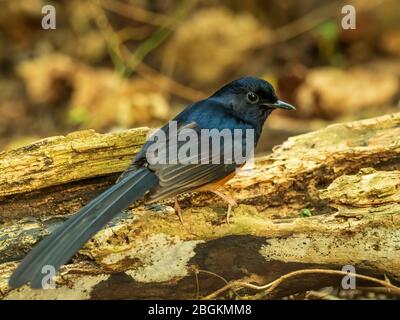 The male White-rumped Shama (Copsychus malabaricus) has a glossy blue-black head and upperparts with conspicuous white rump and long blackish tail. Stock Photo
