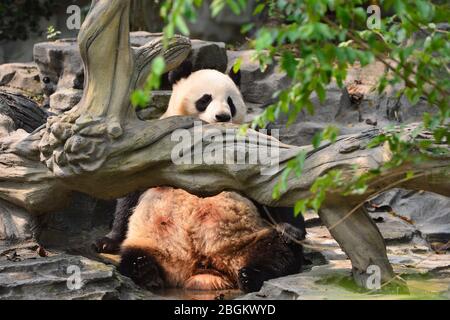 A panda sits on the ground at Chengdu Research Base of Giant Panda Breeding in Chengdu city, southwest China's Sichuan province, 25 March 2020.   Chen Stock Photo