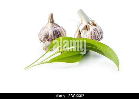 Green wild garlic leaves and garlic bulb. Ramsons leaves isolated on white background. Stock Photo