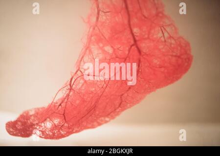 Blood Vessels of human foot Stock Photo