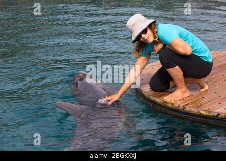 Bottlenose dolphin enjoying a back scratch from woman at Dolphin Reef in the Red Sea on the coast of Israel (Tursiops truncatus) Stock Photo