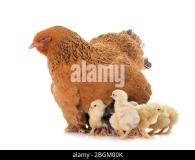 brahma chicken and chicks in a studio Stock Photo