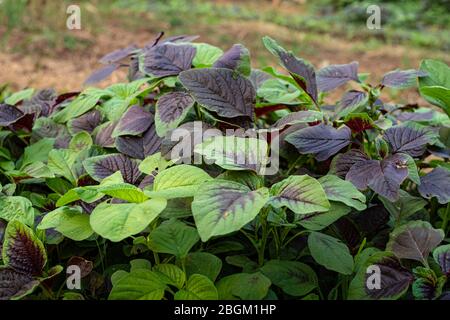 Spinach or red amaranth vegetables in gardens, The scientific name : Amaranthus tricolor Stock Photo