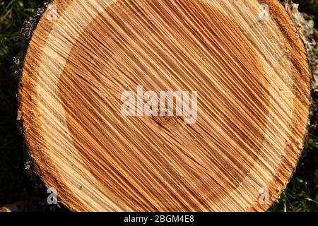old wood as a background Stock Photo