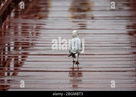 seagull on a brown-painted, wet wooden footbridge, animal close-up Stock Photo