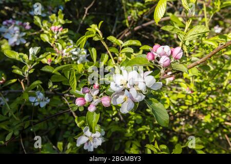 White spring blooming apple tree blossom and pink buds close-up, flowers on a tree in a garden in Surrey, south-east England Stock Photo