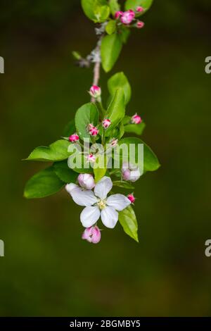 Close up view of the white blossom of a crab apple (malus) tree with pink buds flowering in spring in a garden in Suerrey, south-east England Stock Photo