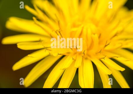 Close-up of a yellow dandelion (Taraxacum officinale) flower head, a common garden weed, in flower in spring in Surrey, south-east England Stock Photo