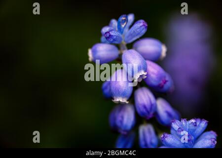 Close-up view of small, attractive blue grape hyacinth (Muscari) flowering in a garden in Surrey, south-east England, in spring Stock Photo