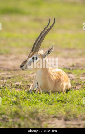 Thomson gazelle lies on grass turning head Stock Photo