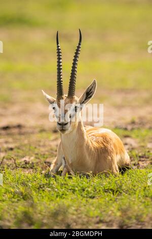 Thomson gazelle lies on grass facing camera Stock Photo