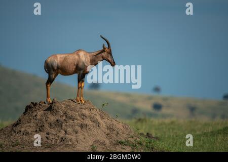 Topi stands on termite mound in profile Stock Photo
