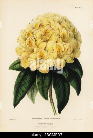 Golden rhododendron, Rhodendron aureum magniflorum. Handcoloured copperplate engraving by James Andrews from Edward Henderson and Andrew Henderson’s The Illustrated Bouquet, consisting of figures with descriptions of new flowers, printed by C. Chabot, E.G. Henderon, London, 1857. Stock Photo