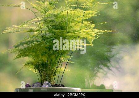 Aspargus Setaceus, asparagus grass, green houseplant in pot close-up. Asparagus fern by the window. Greenery at home. Stock Photo