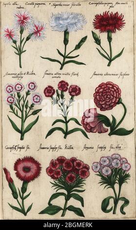 Bestnote 115g TooGet Duftenden Natürlichen Nelkenblüten Bio Getrocknete Dianthus Blumen Großhandel 