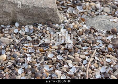 Small Shells on the riverside with rocks and pebbles as a background Stock Photo