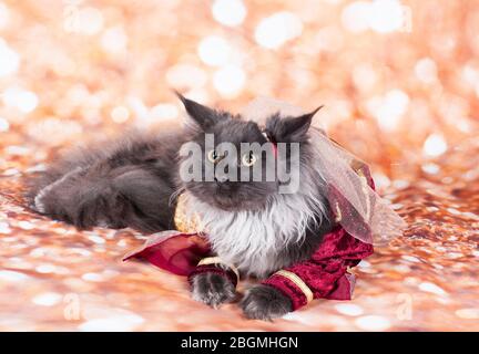 a princess cat in the gold bacground and red dress in the body Stock Photo