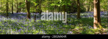 Panorama of bluebells growing in the wild on the forest floor in Whippendell Woods, Watford, Hertforshire UK. Stock Photo