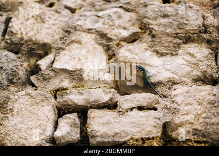 Little blue-green lizard crawls on stone wall Stock Photo
