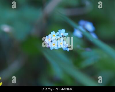 Close Up Of Blue Coloured Forget Me Not Flowers In Spring, London, UK. Stock Photo
