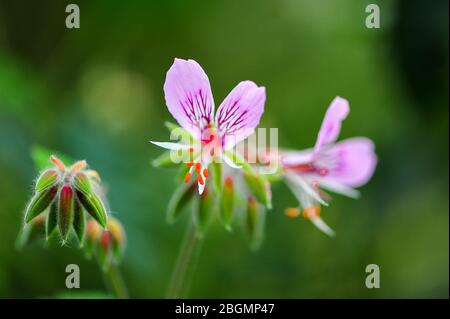 Close up of pink alstroemeria flower also known Peruvian lily or lily of the Incas. New buds, open flowers against soft green background Stock Photo