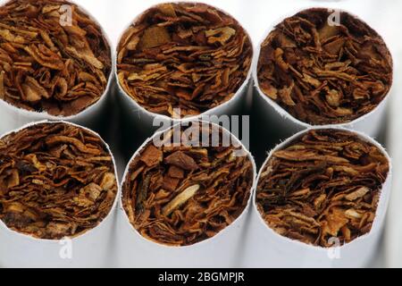 tobacco addiction - close up on the tip of the cigarette with tobacco Stock Photo