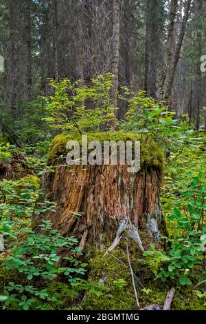 New growth on a tree stump in forest, Hamilton Lake Trail, Canadian Rockies, Yoho National Park, British Columbia, Canada Stock Photo