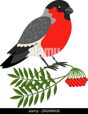 Bullfinch Christmas Bird. Vector Bullfinch on branch of mountain ash Stock Vector