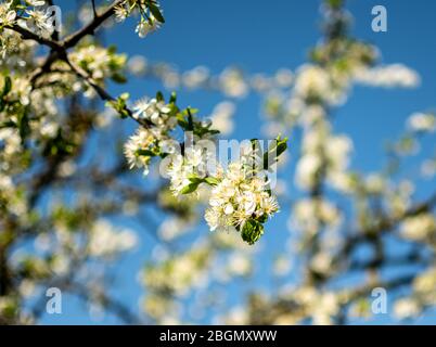 Cherry blossom / apple blossom, Cherry / Apple tree in full bloom Stock Photo