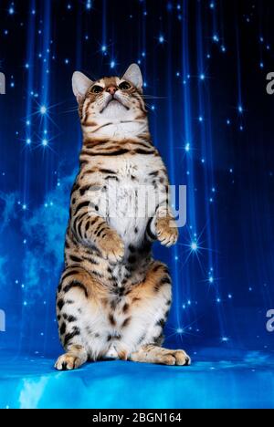cat show on background full of color Stock Photo