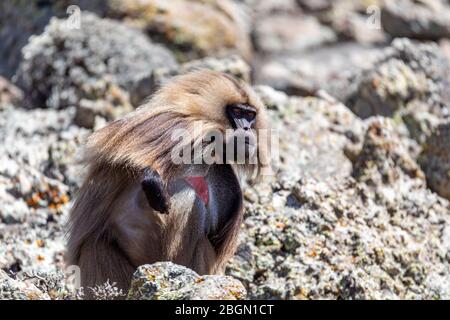 alpha male of endemic animal Gelada baboon on rocky Simien mountain. Theropithecus gelada, Africa Ethiopia wildlife Stock Photo