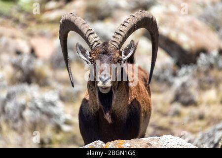 male of very rare Walia ibex, Capra walie, rarest ibex in world in Simien Mountains in Northern Ethiopia, Africa Wildlife Stock Photo