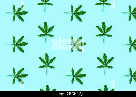 Pattern made from hemp leaf isolated on blue background. Flat lay style. Stock Photo