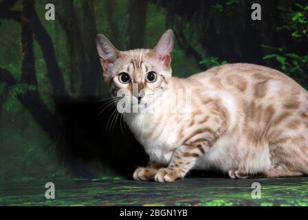 cat show on background full of color Stock Photo
