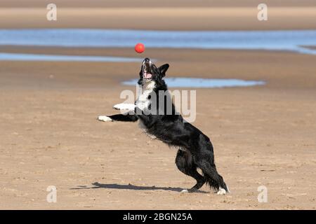 Molly a three year old black & white agile English sheepdog, enjoys playing with her favourite red ball and catching it on the extensive sands of Ainsdale beach.   Southport, Merseyside.   UK Stock Photo