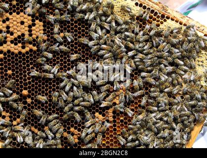 Honeybees (Apis Mellifera) on honeycomb. Stock Photo