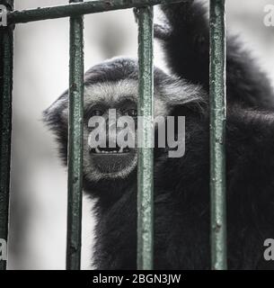 MACACO ARANHA DE TESTA BRANCA (WHITE-CHEEKED SPIDER MONKEY-ING