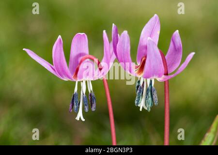 A selective photo of a beautiful alpine flower, Erythronium dens-canis, on an unfocused green background. León, Spain Stock Photo