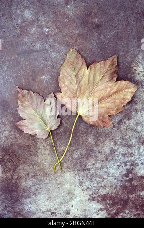 Two leaves of Sycamore or Great maple or Acer pseudoplatanus tree turning autumnal and lying on tarnished metal Stock Photo