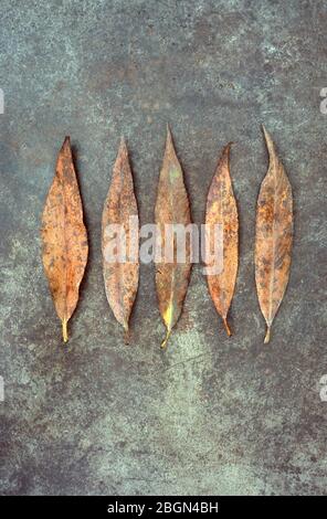 Five golden brown dried autumnal leaves of Crack willow or Salix fragilis lined up on tarnished metal Stock Photo
