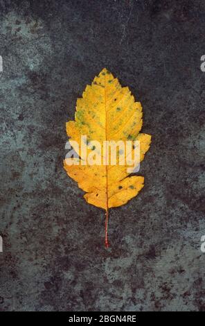 Autumnal yellow leaf with green patches of Swedish whitebeam or Sorbus intermedia tree lying on tarnished metal Stock Photo