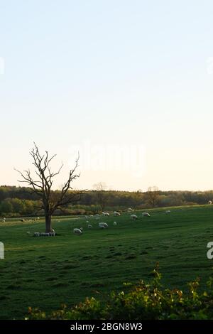 Sheep and lambs relax in a field. Silverstone, Northamptonshire Stock Photo