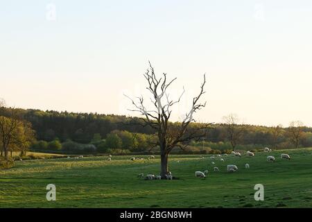 Sheep and lambs relax in a field. Silverstone, Northamptonshire Stock Photo