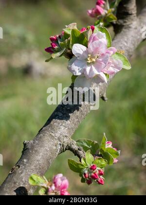 Blooming apple tree branch with large white flowers and red buds. Stock Photo